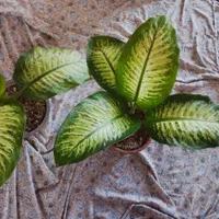 گل دیفن باخیا|گل و گیاه طبیعی|اهر, |دیوار