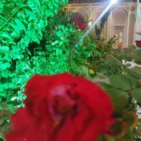 استخدام قلیان زن اقا و نیروی گارسن خانم در تفت