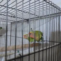 فنچ وطوطی برزیلی