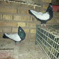 کل دمبی و سینه ای