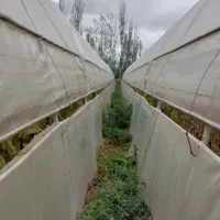 فروش سازه گلخانه|مصالح و تجهیزات ساختمان|یامچی, |دیوار