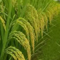 برنج آستانه اشرفیه بدون واسطه