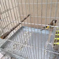 سهره نر جوجه قفس