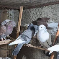 کبوتر یا کفتر جوجه گرفتنی|پرنده|پاکدشت, پاکدشت (مامازند)|دیوار