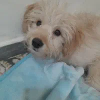 سگ اشپیتز خرسی..