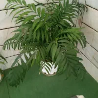 گل‌های زیبا