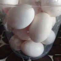 تخم مرغ  محلی|حیوانات مزرعه|رامشیر, |دیوار