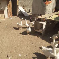 غاز وقو غاز سفید لیندا واکراینی
