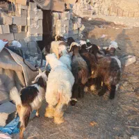 کشتار بره کهره چاق|حیوانات مزرعه|رامهرمز, |دیوار