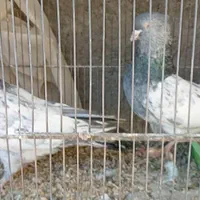 کبوتر رنگی معاوضه با دوچرخه|پرنده|اصفهان, سرشبادران|دیوار