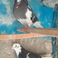 کفترپرش سنگین به شرط جوجه کشی