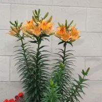 اجاره منزل آپارتمان 2 طبقه