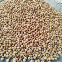 حراج انجیر استهبان