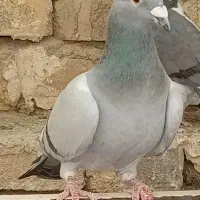 کفتر ماده سبز زاجر