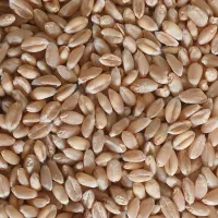 فروش گندم آبی بوجارشده درجه یک