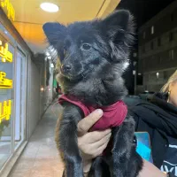 سگ پامرین گرگی کاملا سلام و واکسینه شده