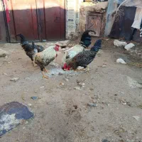 5تا خروس محلی|حیوانات مزرعه|معمولان, |دیوار