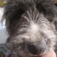 واگذاری تریر دست پا بلند|سگ|اصفهان, شهرک کاوه|دیوار