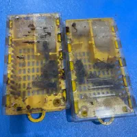 ملکه زنبور f1