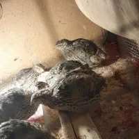 فروش بلدرچین سالم،،چاق و ارگانیک|حیوانات مزرعه|زابل, |دیوار