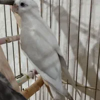 پرنده|پرنده|تهران, مینای جنوبی|دیوار