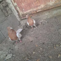 کبوتر|پرنده|چگنی, |دیوار