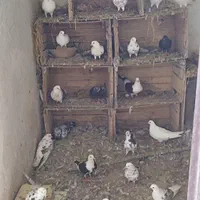 کبوتر خوشگل پرشی نشاندار جفتی|پرنده|رشت, گیل|دیوار