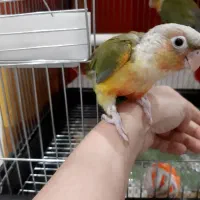 گرینچیک آناناسی