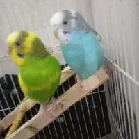 عروس فنچ  مرغ عشق