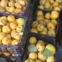 فروش به باکیفیت وارگانیک