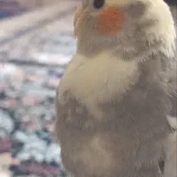 گمشده