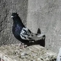 ساده و سینه کفتر جفتگاه وپرش|پرنده|رضویه, |دیوار