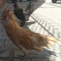 مرغ و خروس سلطان کاکولی پا پر تزئینی