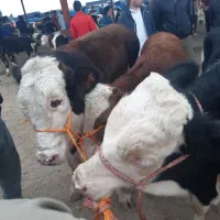 بهترین جنس کشور|حیوانات مزرعه|سیجوال, |دیوار