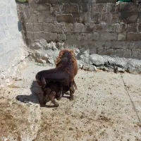 میش بره افشاری