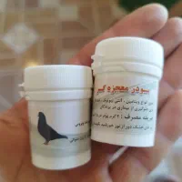 کبوتر پلاکی|پرنده|تبریز, |دیوار