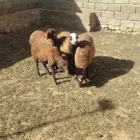 بره نر و میش داشتی گوسفند