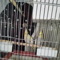 یک جفت عروس هلندی مولد