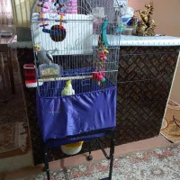 عروس هلندی سخنگو|پرنده|اسلامشهر, شهرک مهدیه|دیوار