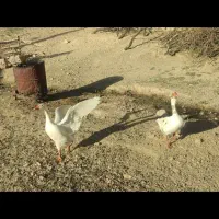 غاز جوان نر