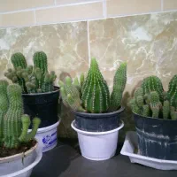 گل فیکوس|گل و گیاه طبیعی|تربت‌حیدریه, بهشت عسکری|دیوار