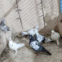 کفتر گرفتنی|پرنده|کاشمر, |دیوار