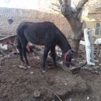 کره اسب مادیون فروش مهاوضه