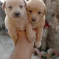 پامر اشپیتز|سگ|مشگین شهر, |دیوار