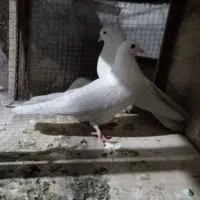 یک جفت کفتر پرشی