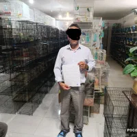 طوطی پاربلو اوپلاین یووینگ عروس قناری قفس|پرنده|مشهد, عبادی|دیوار