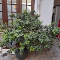 یاس هلندی، کاج ۷ ساله در گلدانهای سرامیک و شمعدانی