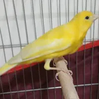 قناری|پرنده|خورموج, |دیوار