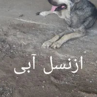 ماده عراقی از نسل آبی|سگ|تاکستان, |دیوار