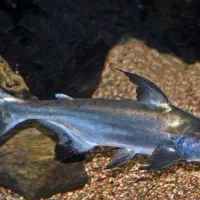 ماهی پنکوسی